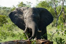 Afrikanischer Elefant (64 von 131).jpg